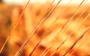 TensorFlow